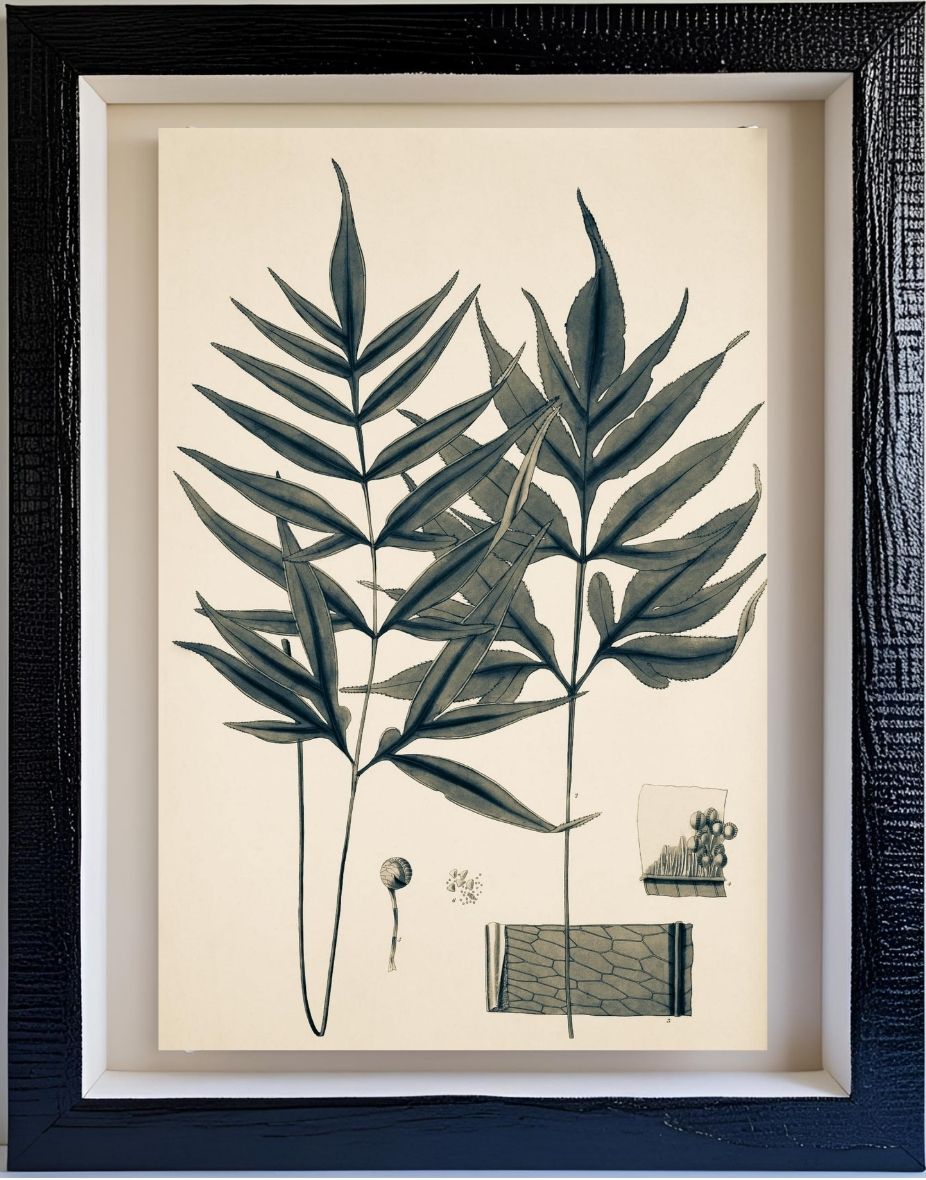 Pteris Denticulata