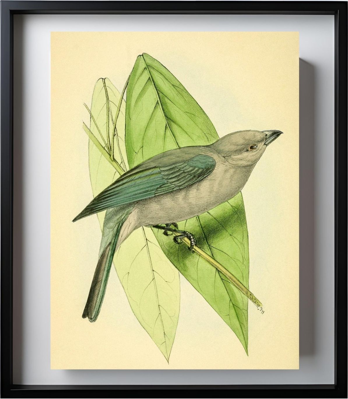 Blue-Grey Tanager