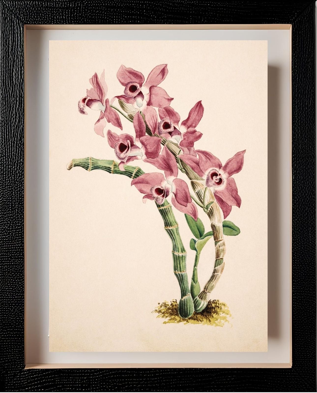 Dendrobium Parishii