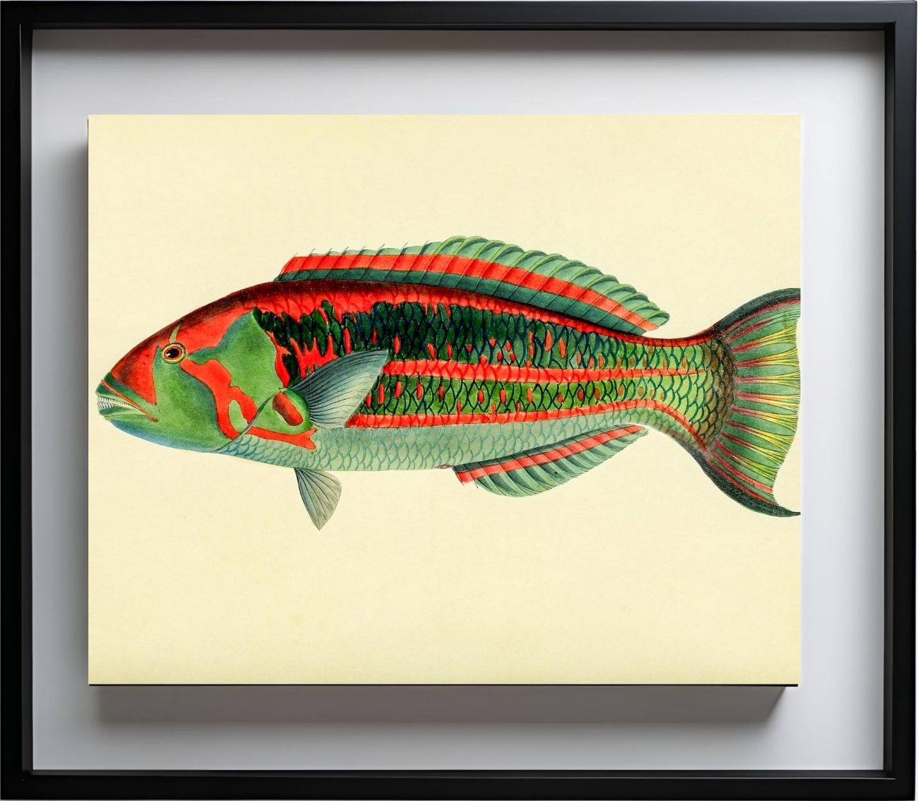 Scarus Georgii