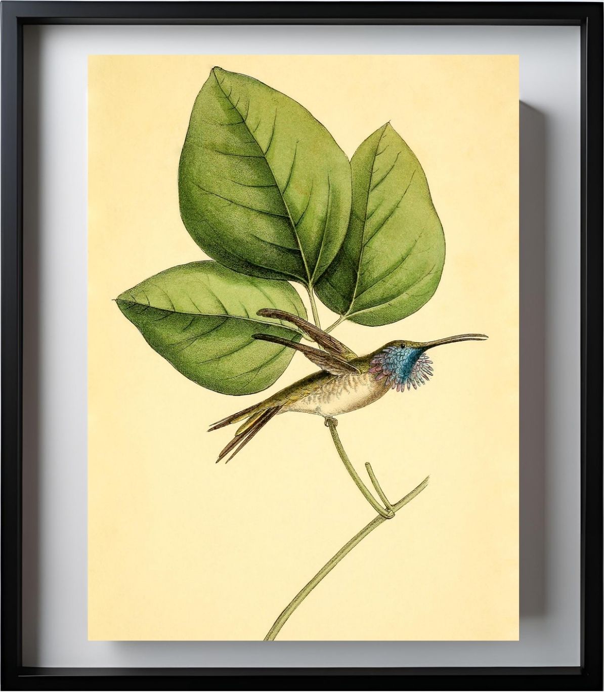Mexican-Star Hummingbird