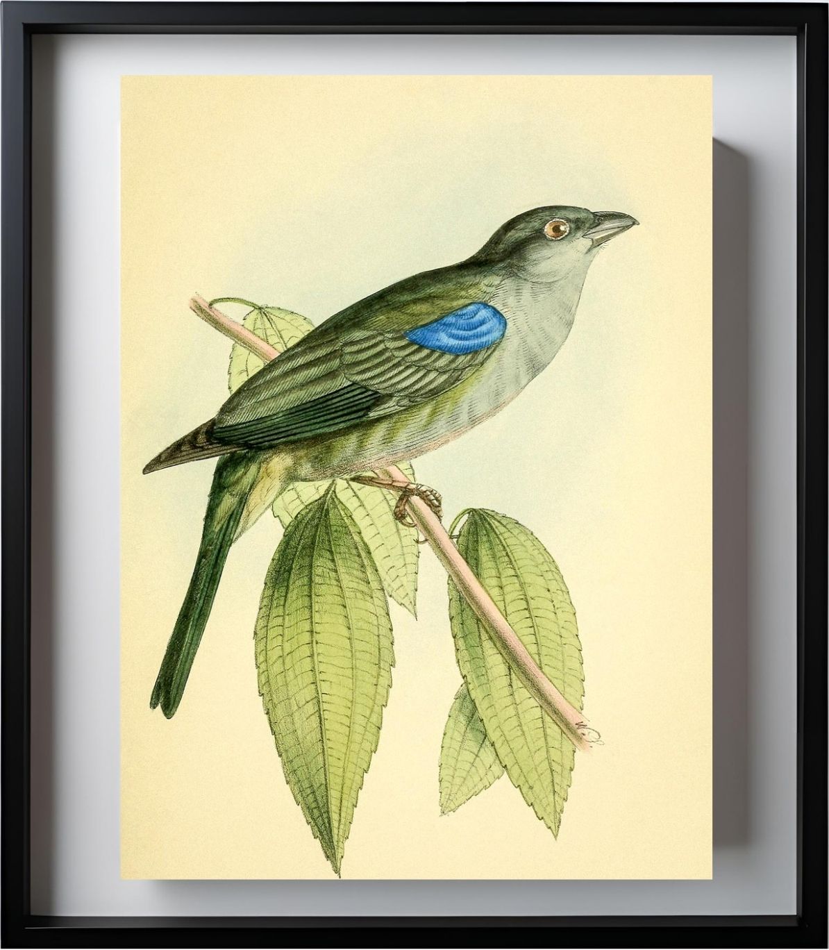 Bishop Tanager