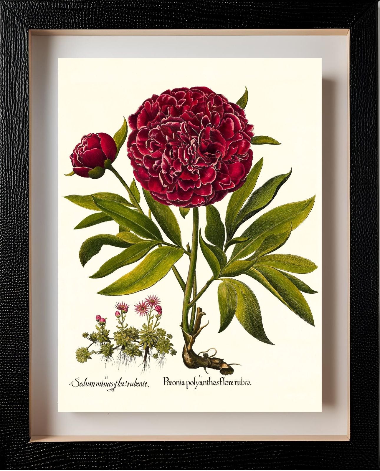 Red double-flowered peony, Mountain sempervivum