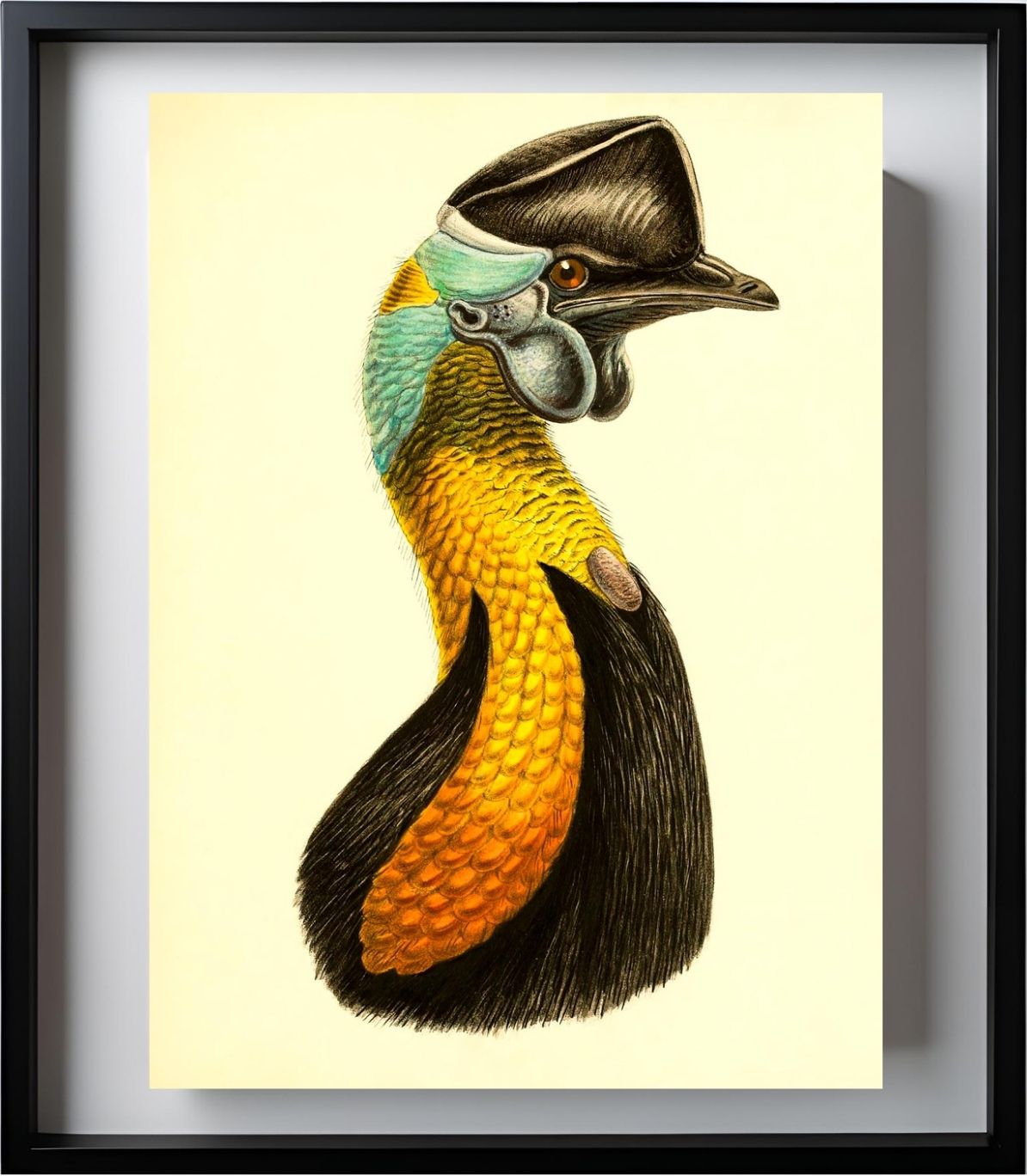 Casuarius Uniappendiculatus