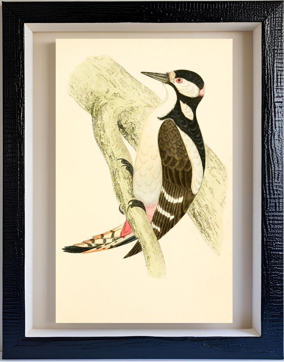 Great Spotted Woodpecker