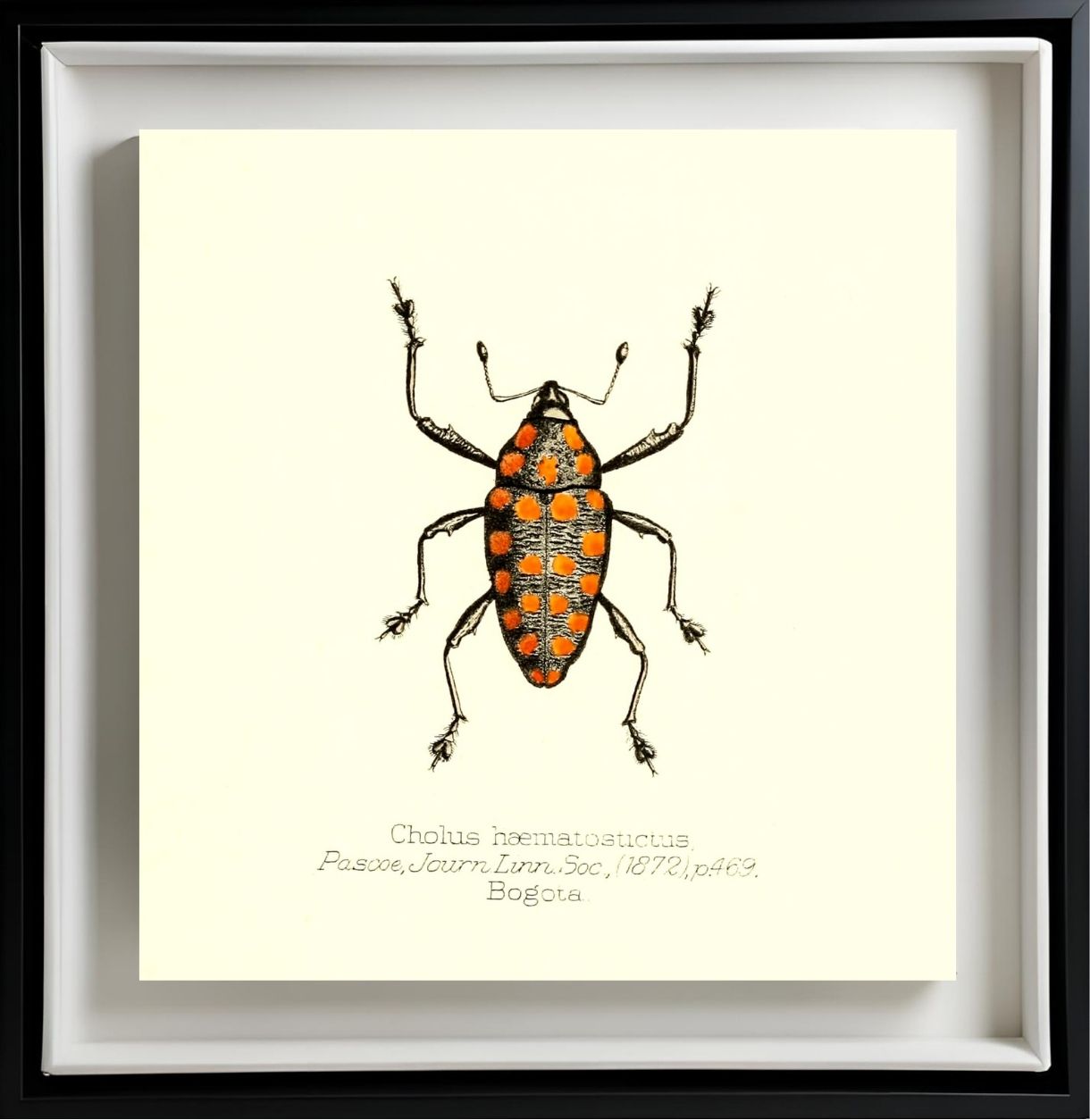 Cholus Haematostictus