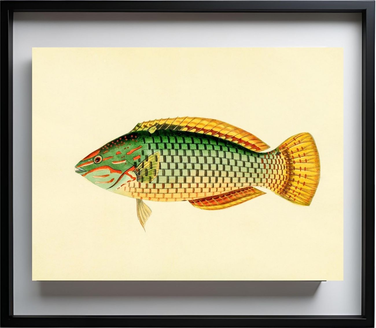 Sparus Decussatus