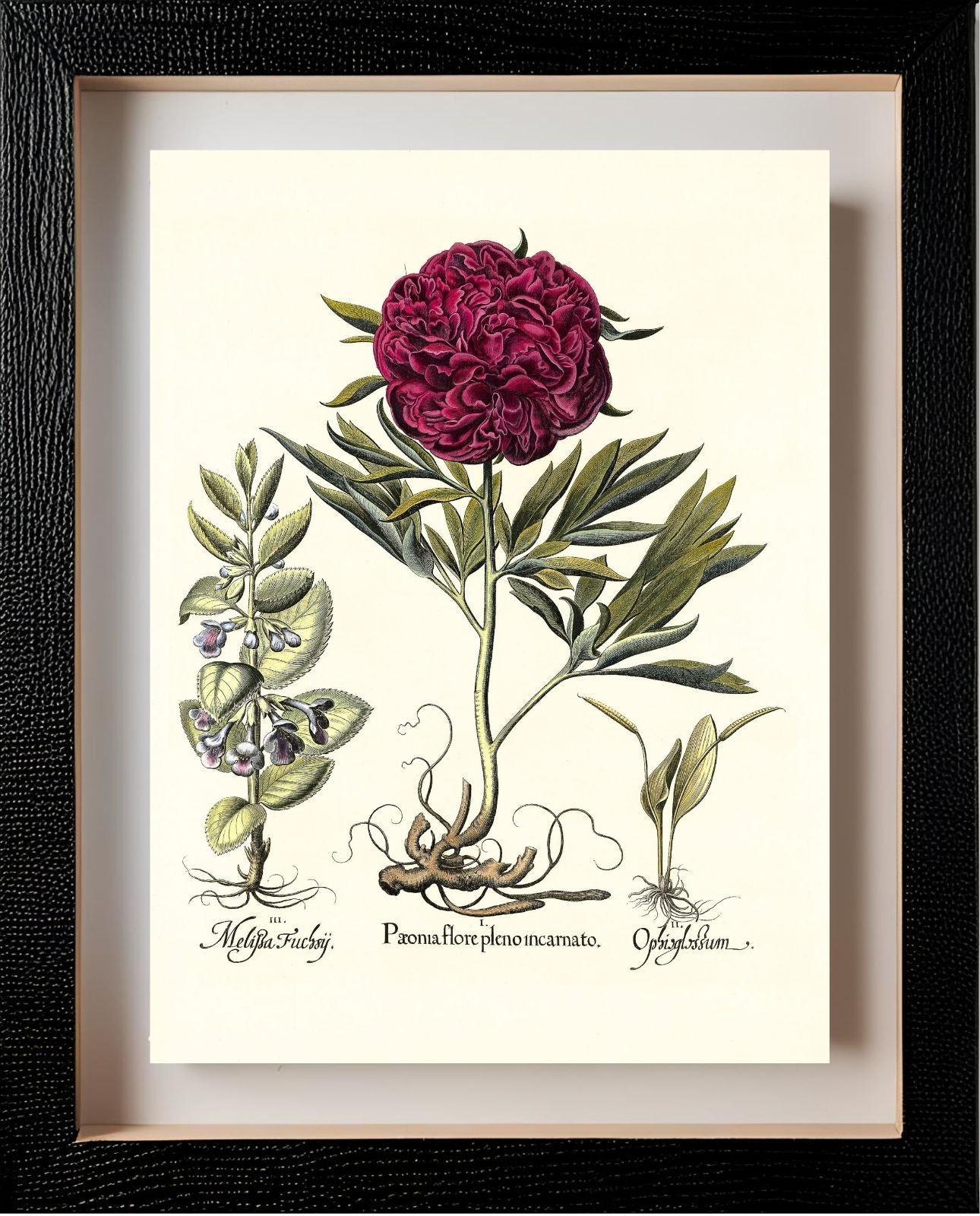 Crimson double-flowered peony, Adder’s-tongue fern