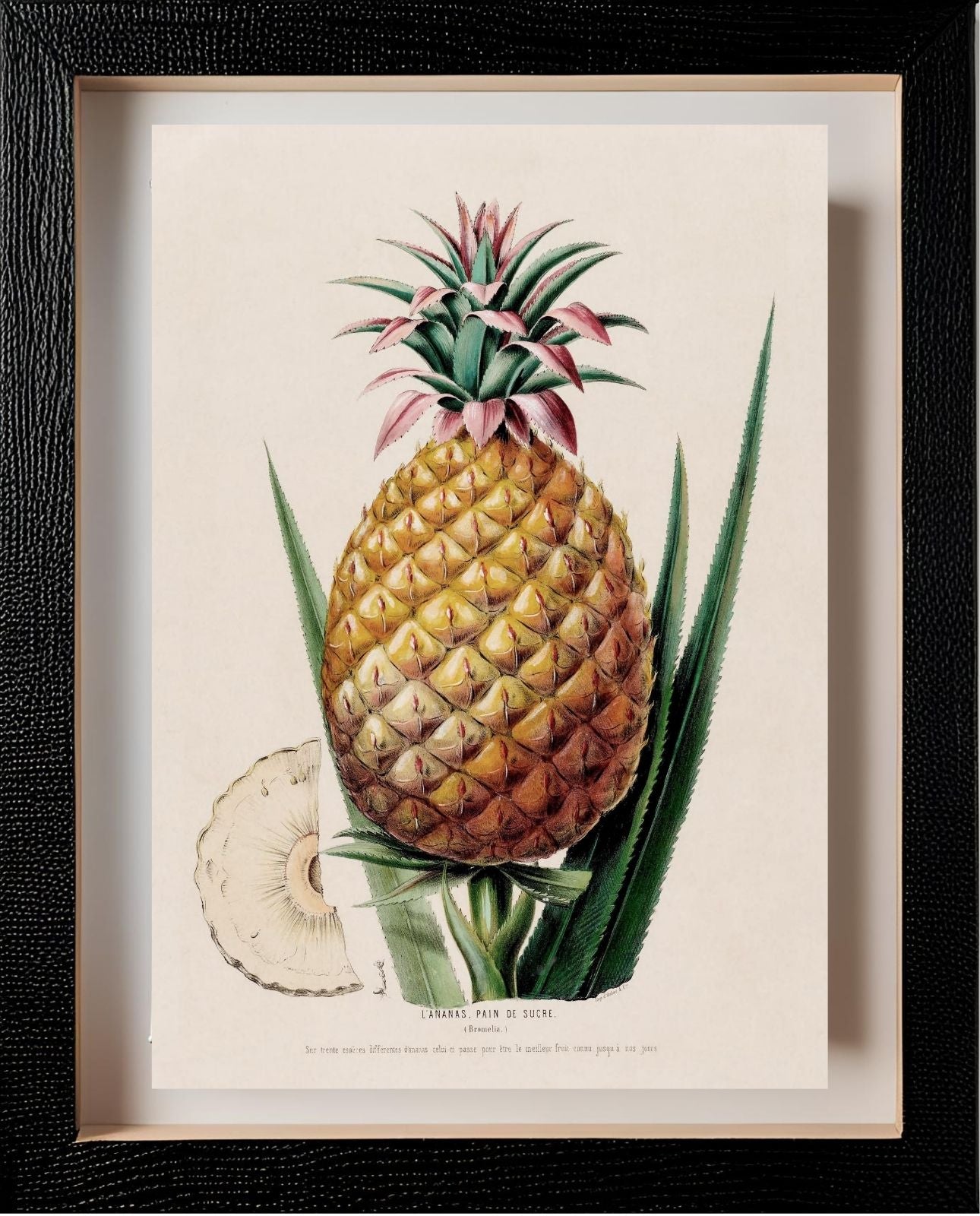 L'Ananas, Pain de Sucre (Bromelia)