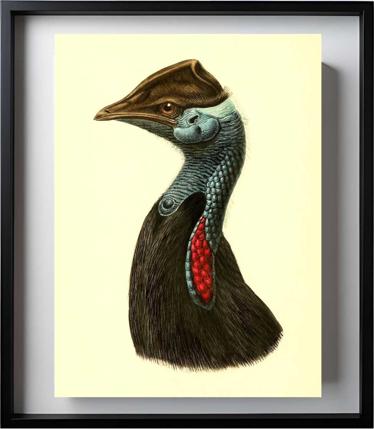 Casuarius Picticollis Hecki