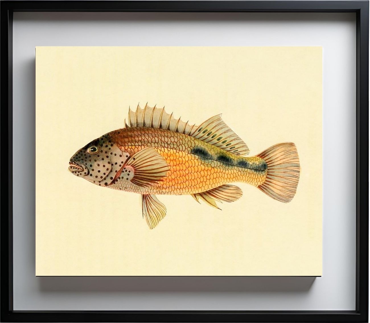 Gerranus Tankervillae