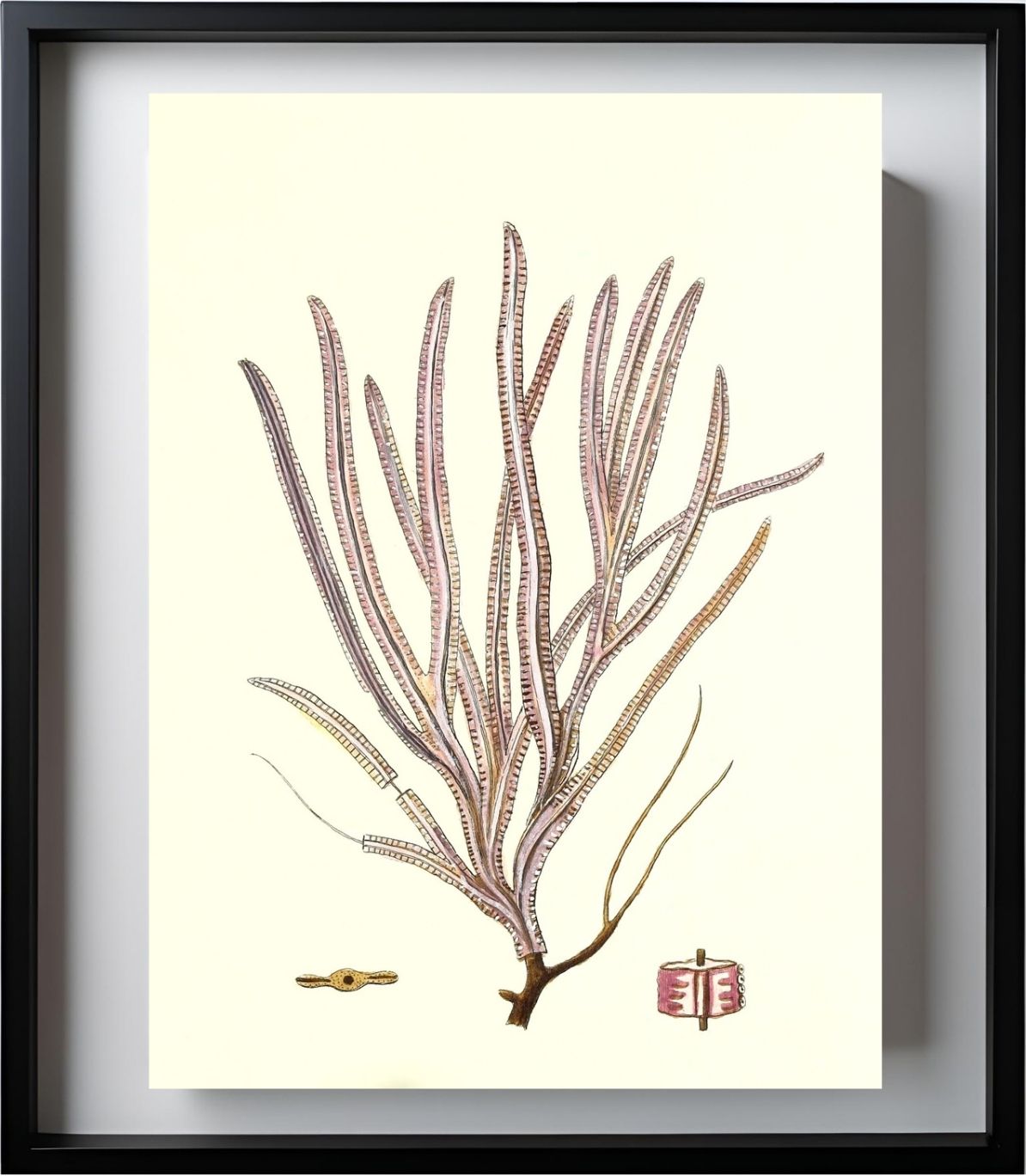 Gorgonia anceps