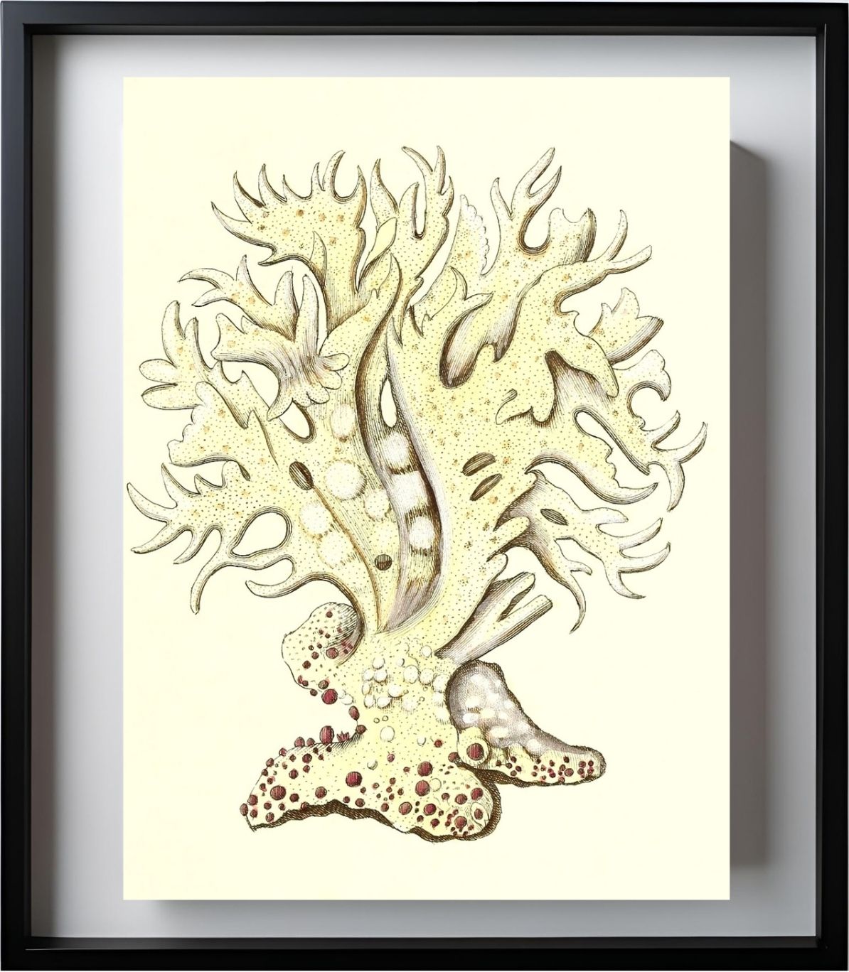 Millepora alicornis