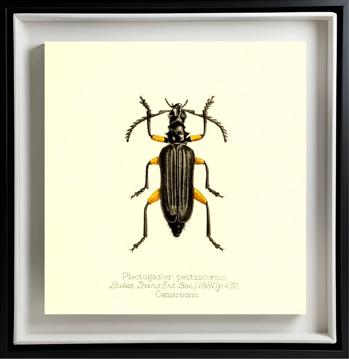 Plectogaster Pectinicornis