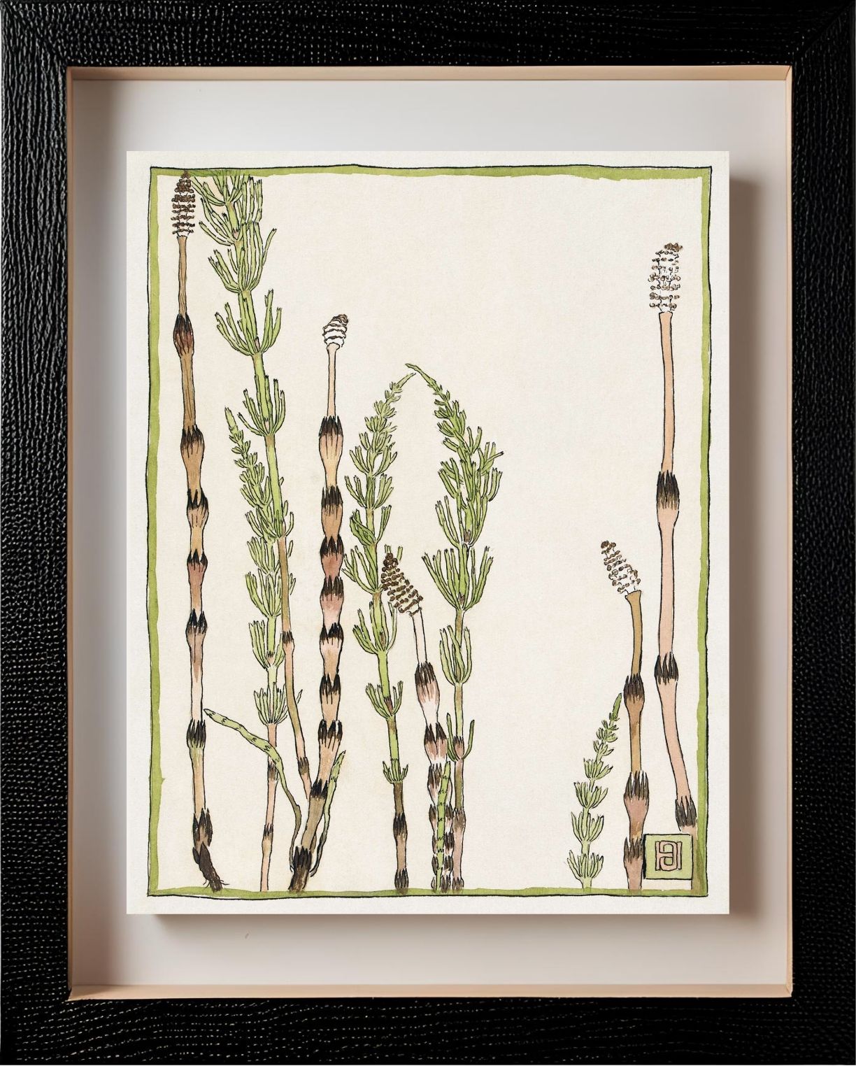 Horsetail