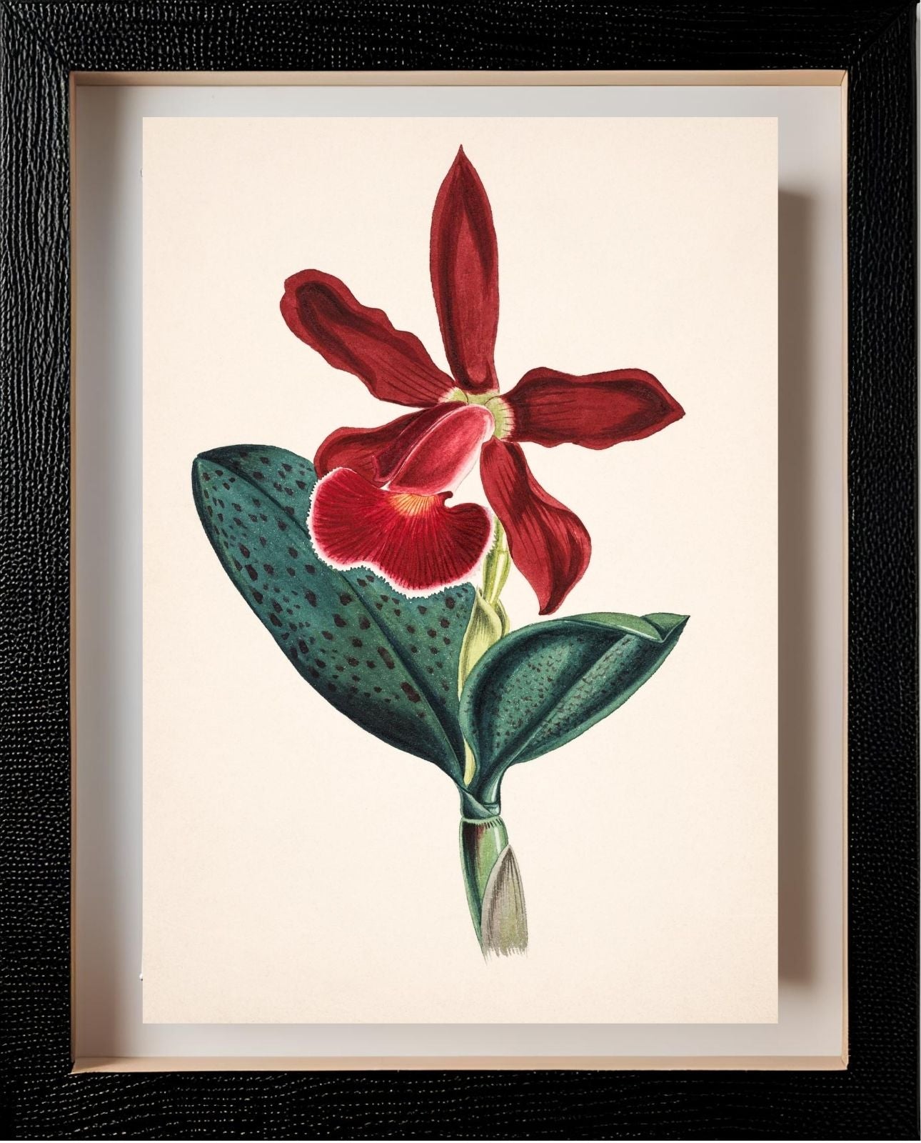Cattleya Schilleriana Var Concolor