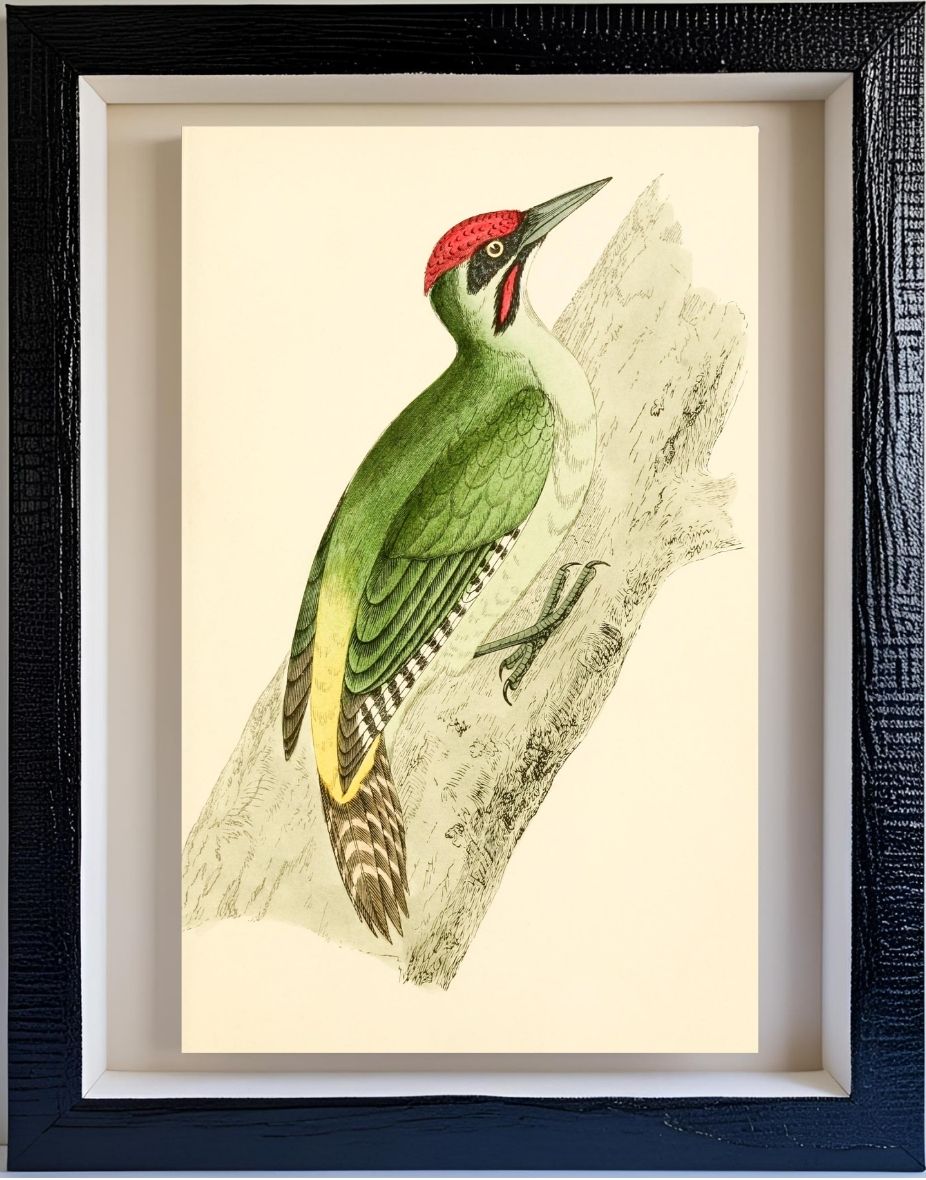 Green Woodpecker