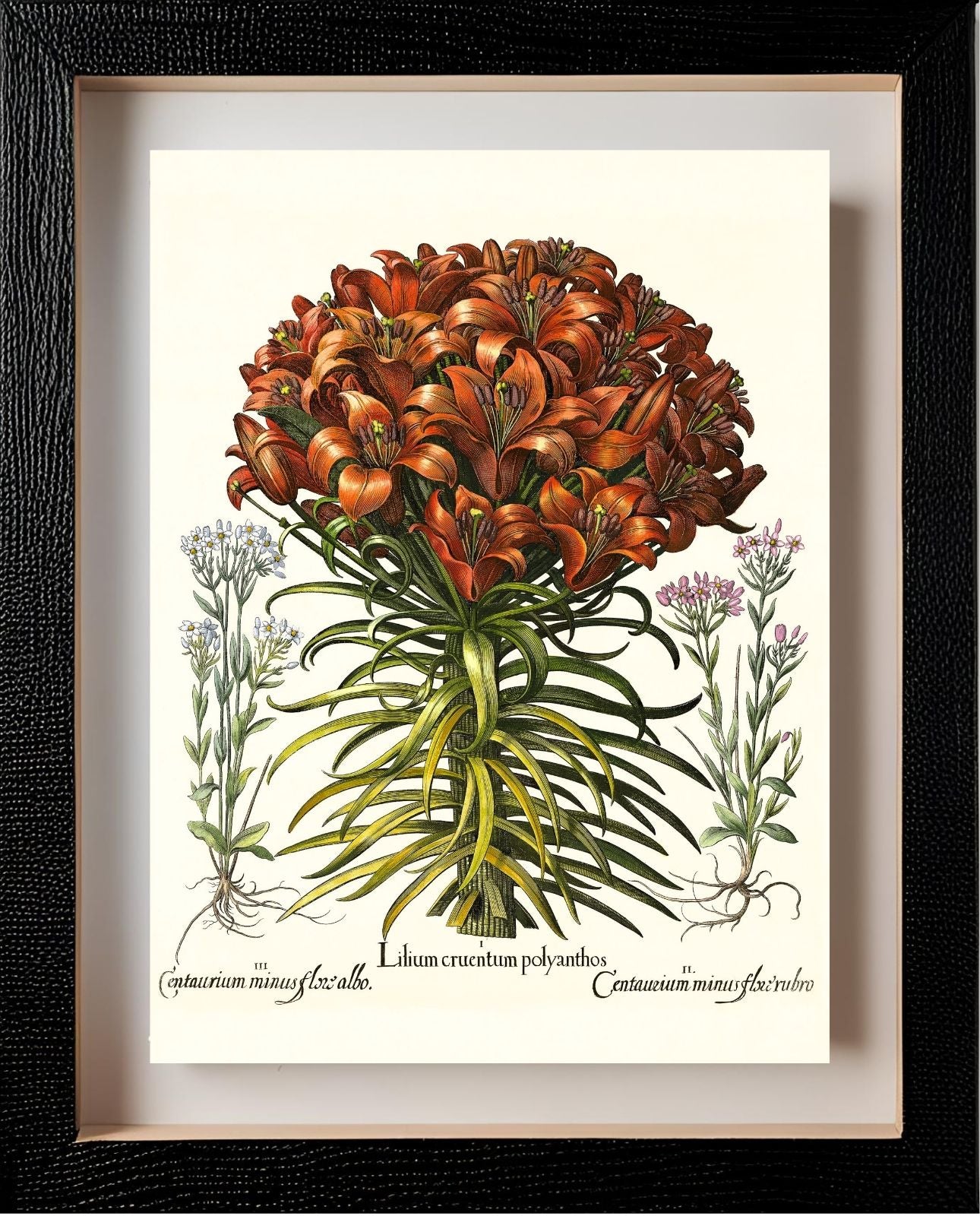 Orange lily, Pink lesser centaury, White centaury