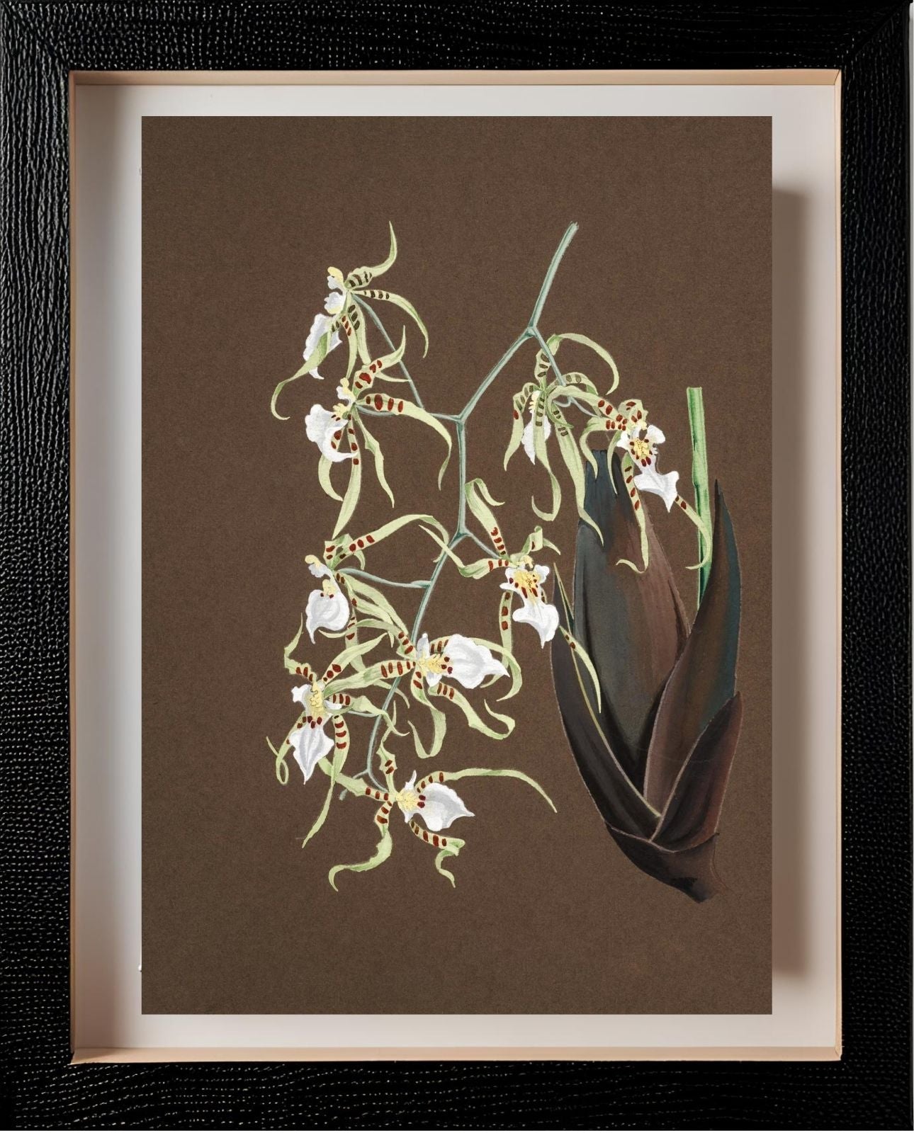 Oncidium Phymatochylum