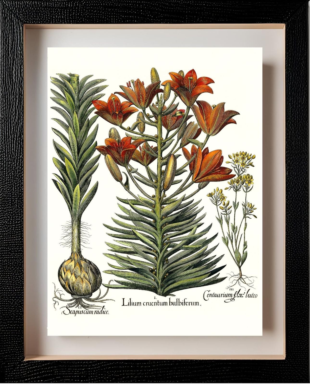 Orange lily with bulbils, Late-blooming blackstonia