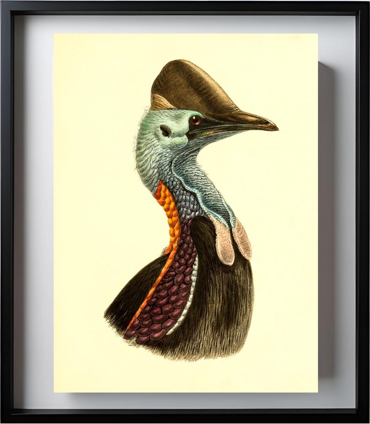 Casuarius Casuarius Violicollis