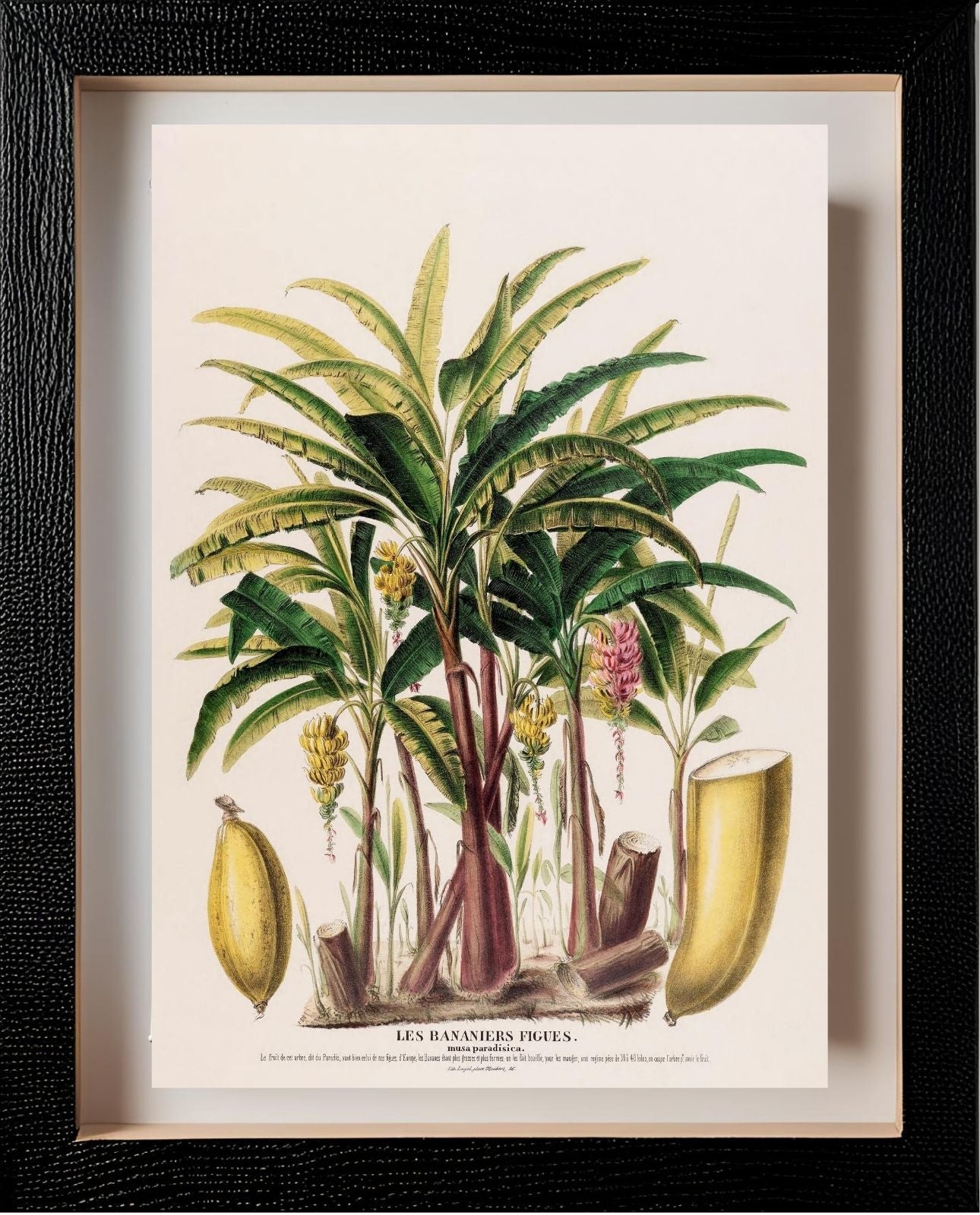 Les Bananiers (Musa Paradisica)