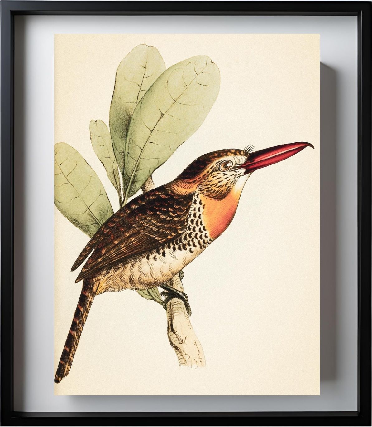 Long-Bill'd Puff Bird
