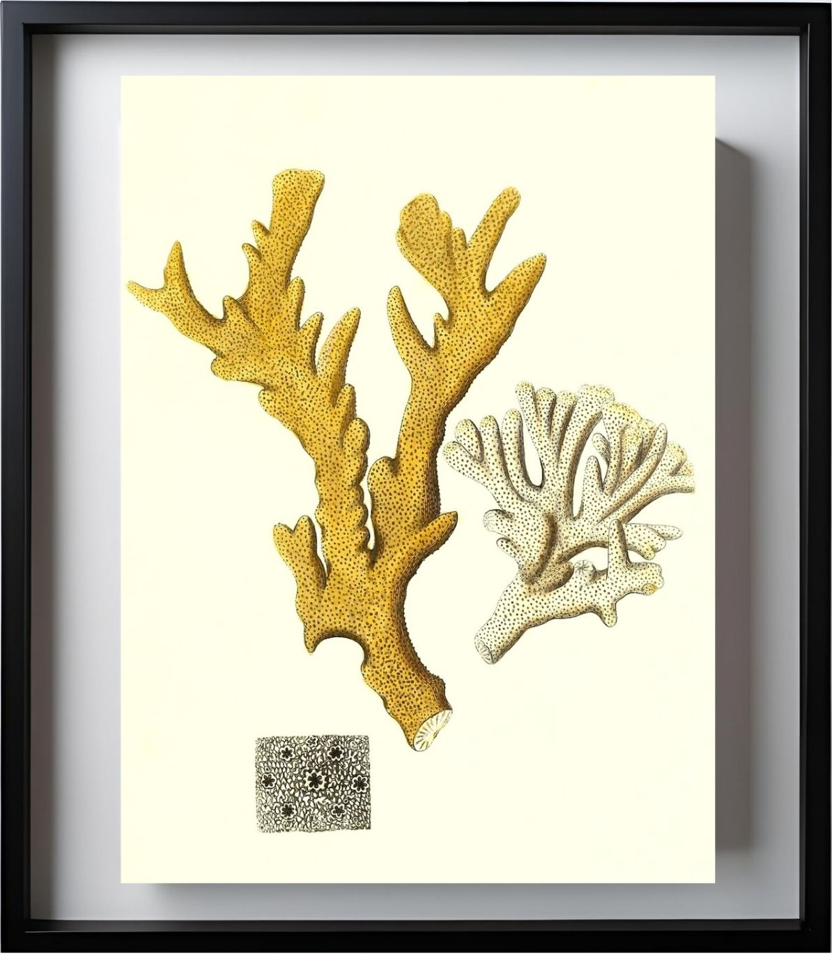 Millepora compresfa