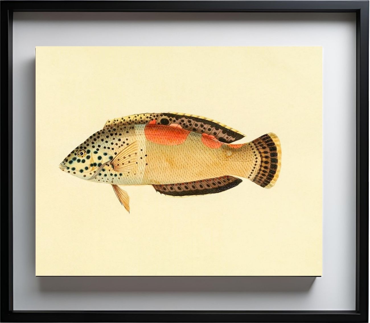 Labrus Aureo-Maculatus