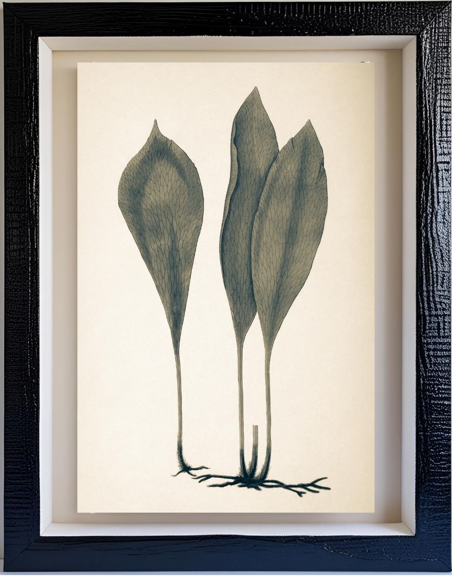 Antrophyum Boryanum