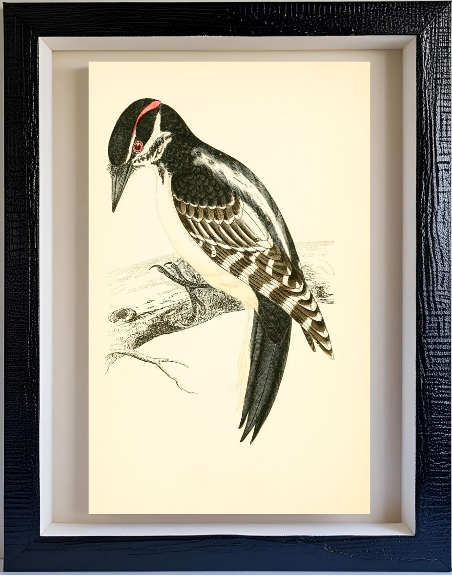 Hairy Woodpecker