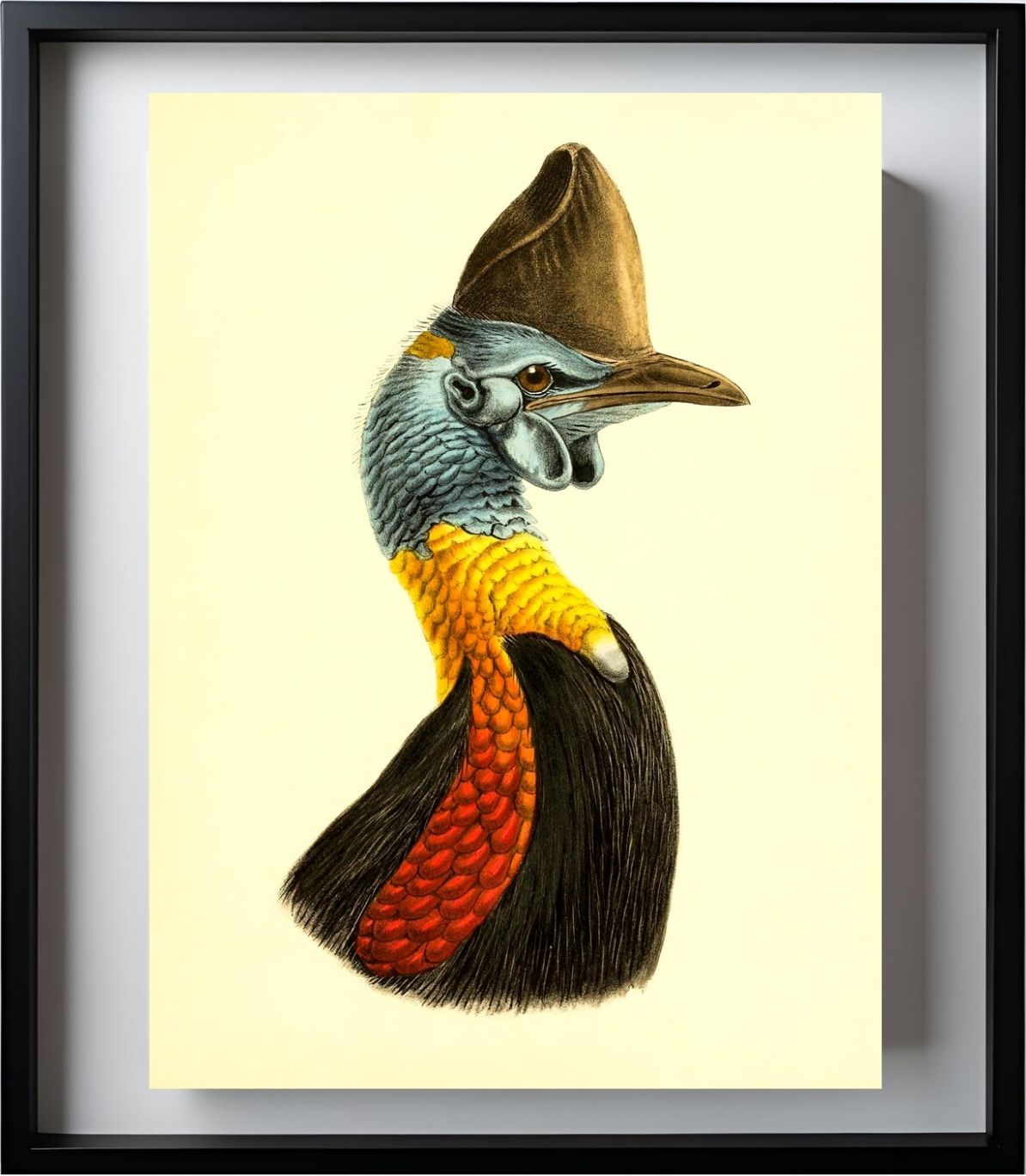 Casuarius Uniappendiculatus Occipitalis