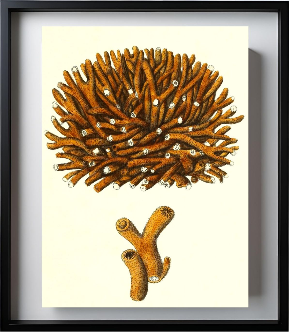 Madrepora flexuofa