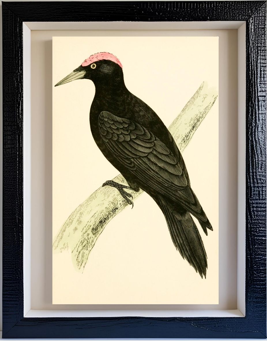 Black Woodpecker