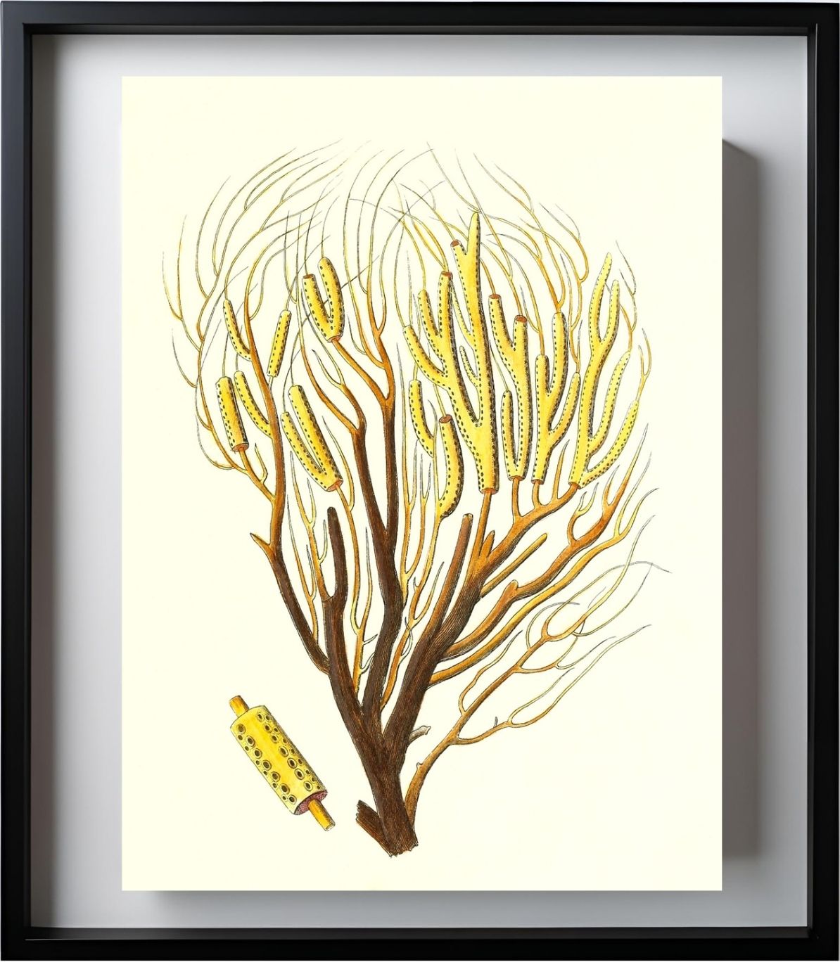 Gorgonia fanguinolenta