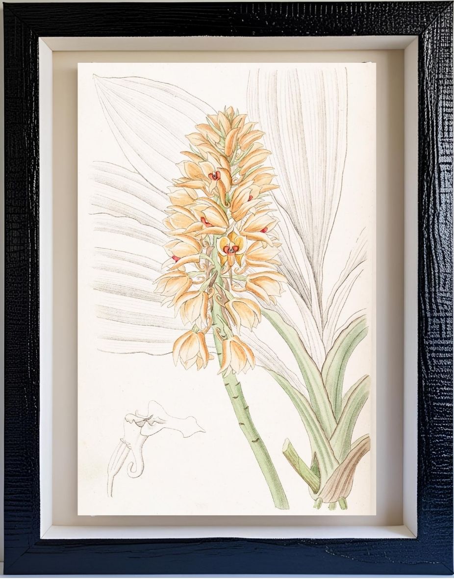 Yellow-spiked Calanthe