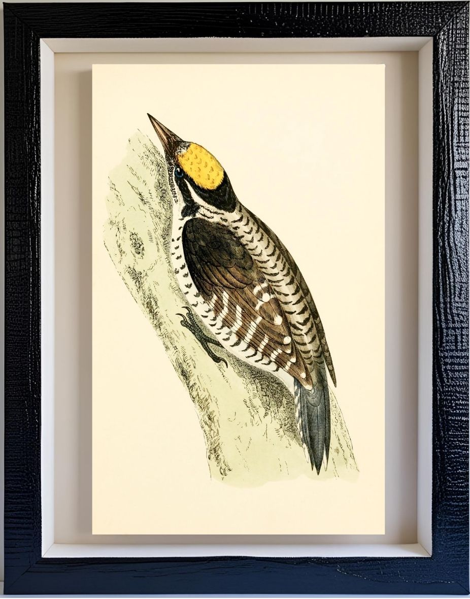 Three-Toed Woodpecker