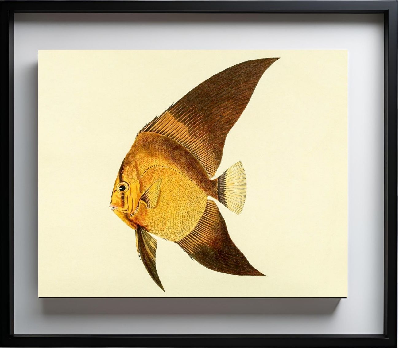 Chaetodon Vespertilio