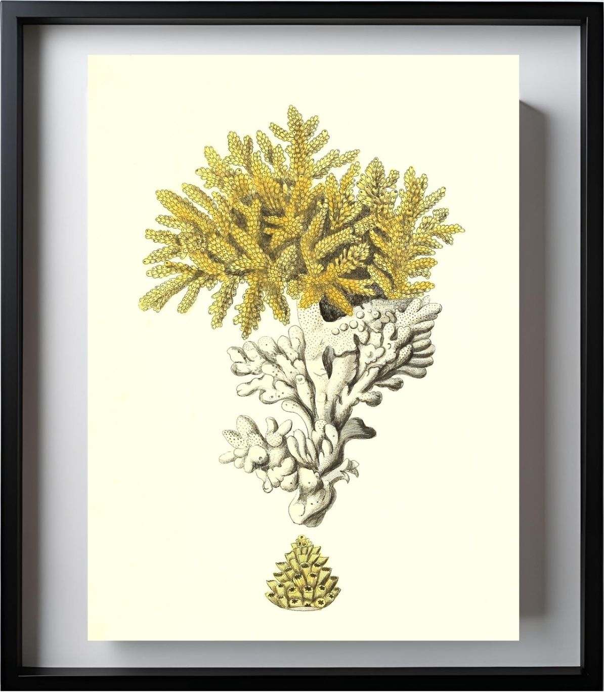 Madrepora muricata 2