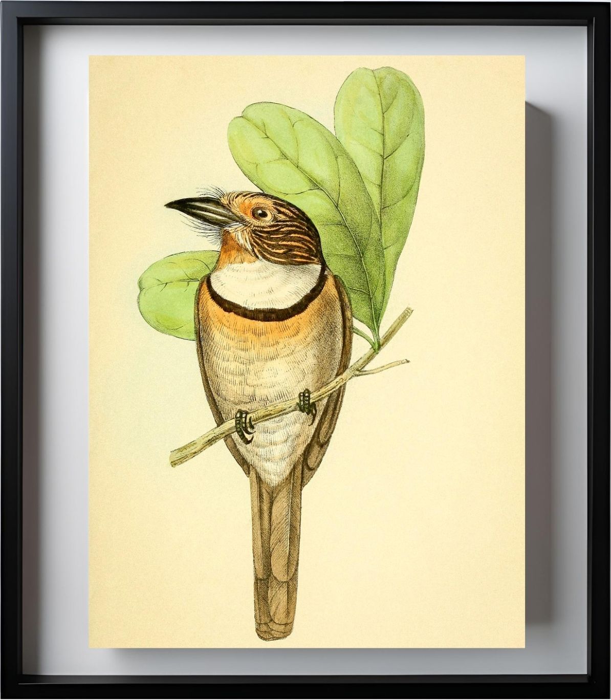 Striped Puff Bird