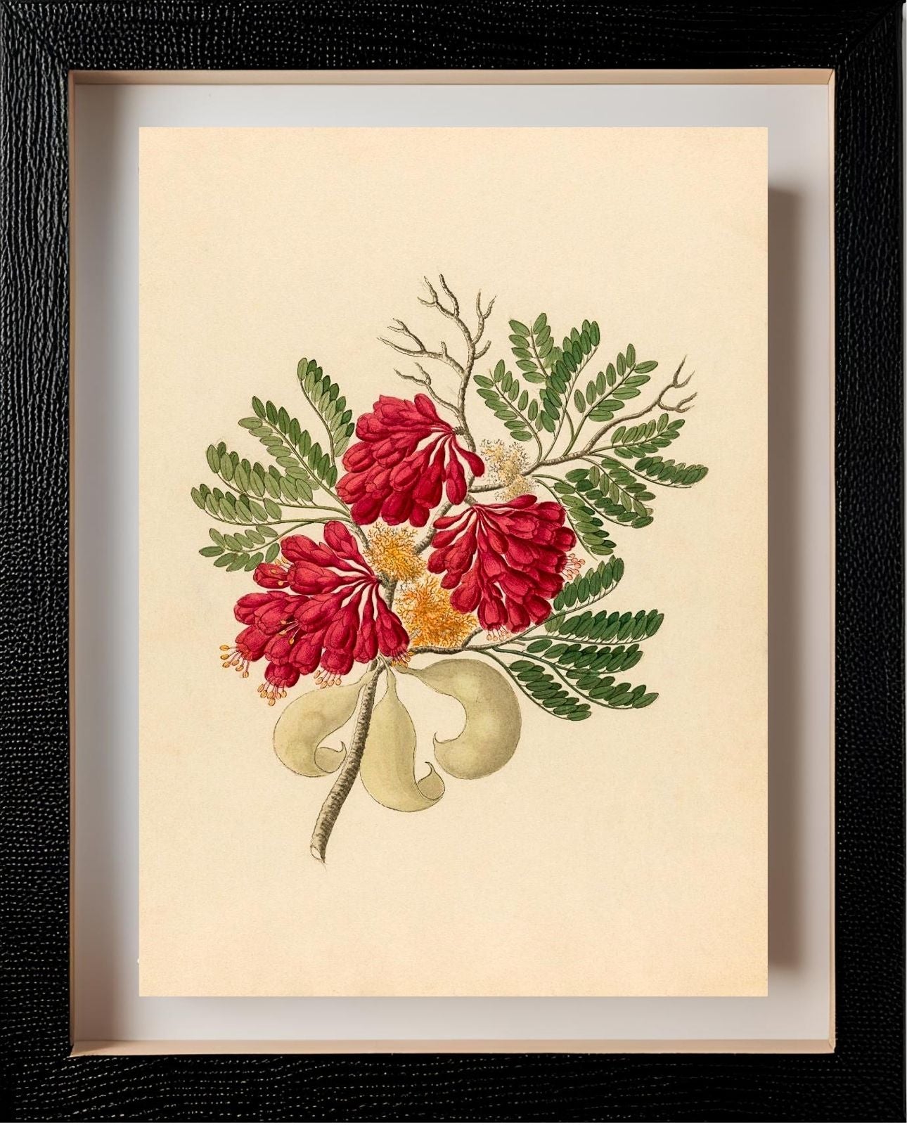 Schotia Speciosa (Schotia Affra)