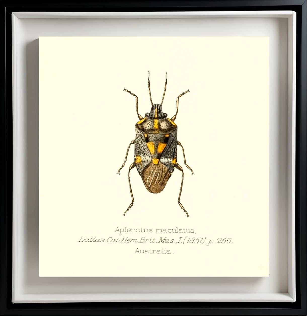 Aplerotus Maculatus