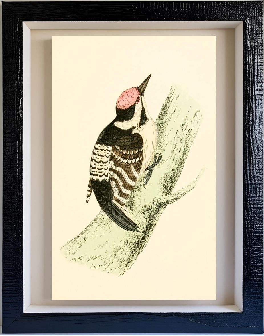 Lesser Spotted Woodpecker
