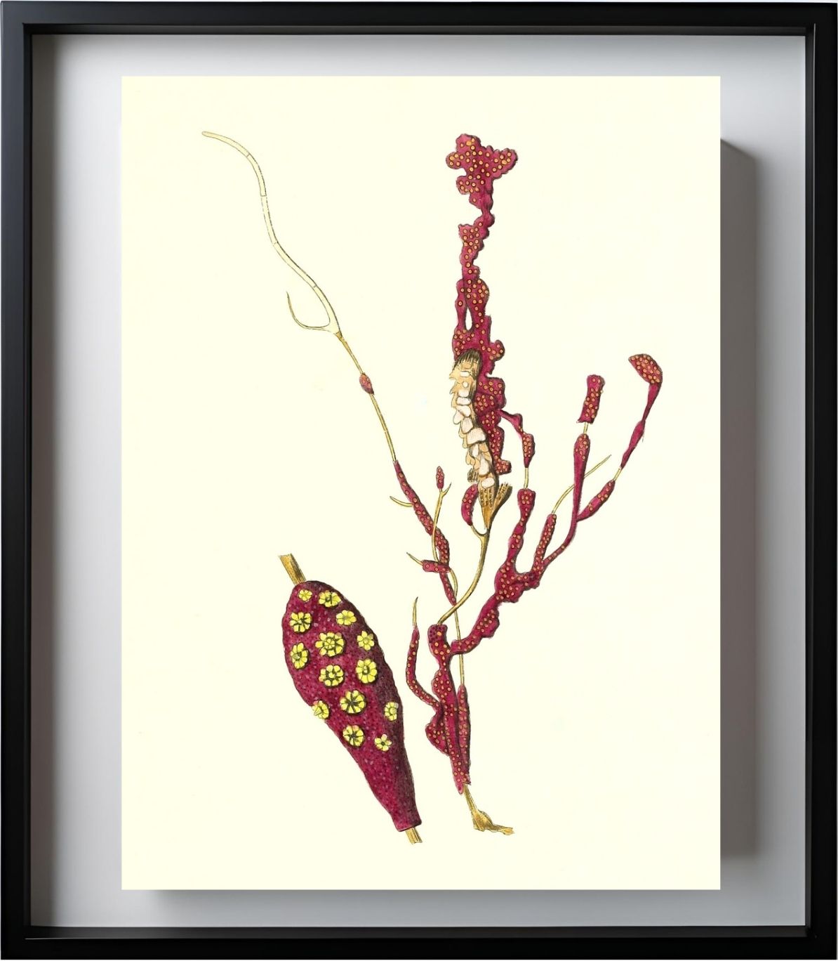 Gorgonia coralloides