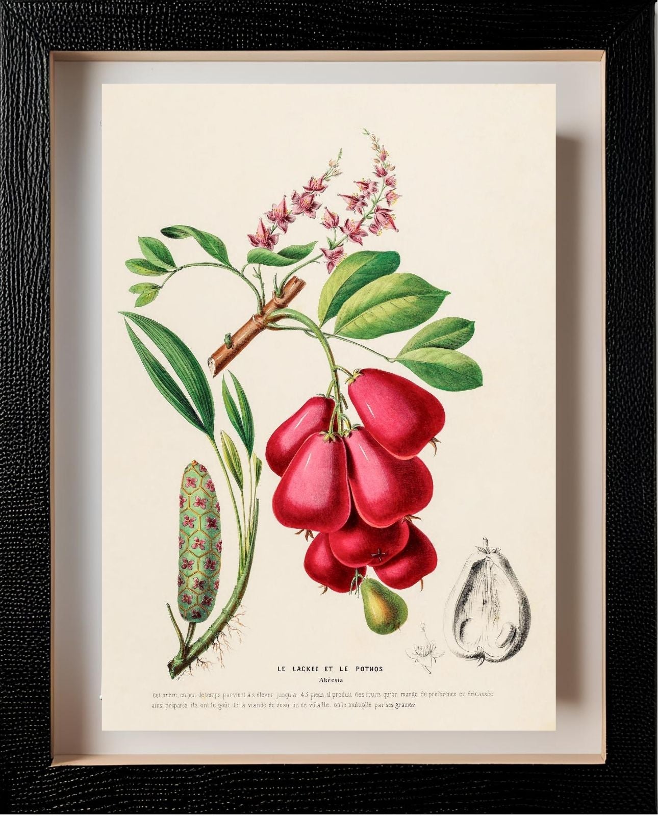 Le Lackee et le Pothos (Akeesia)
