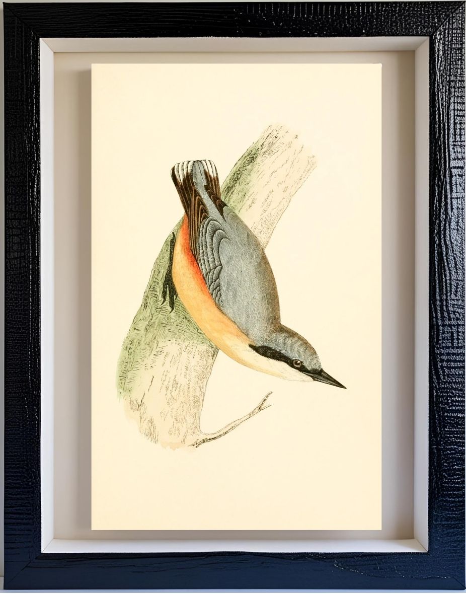Nuthatch