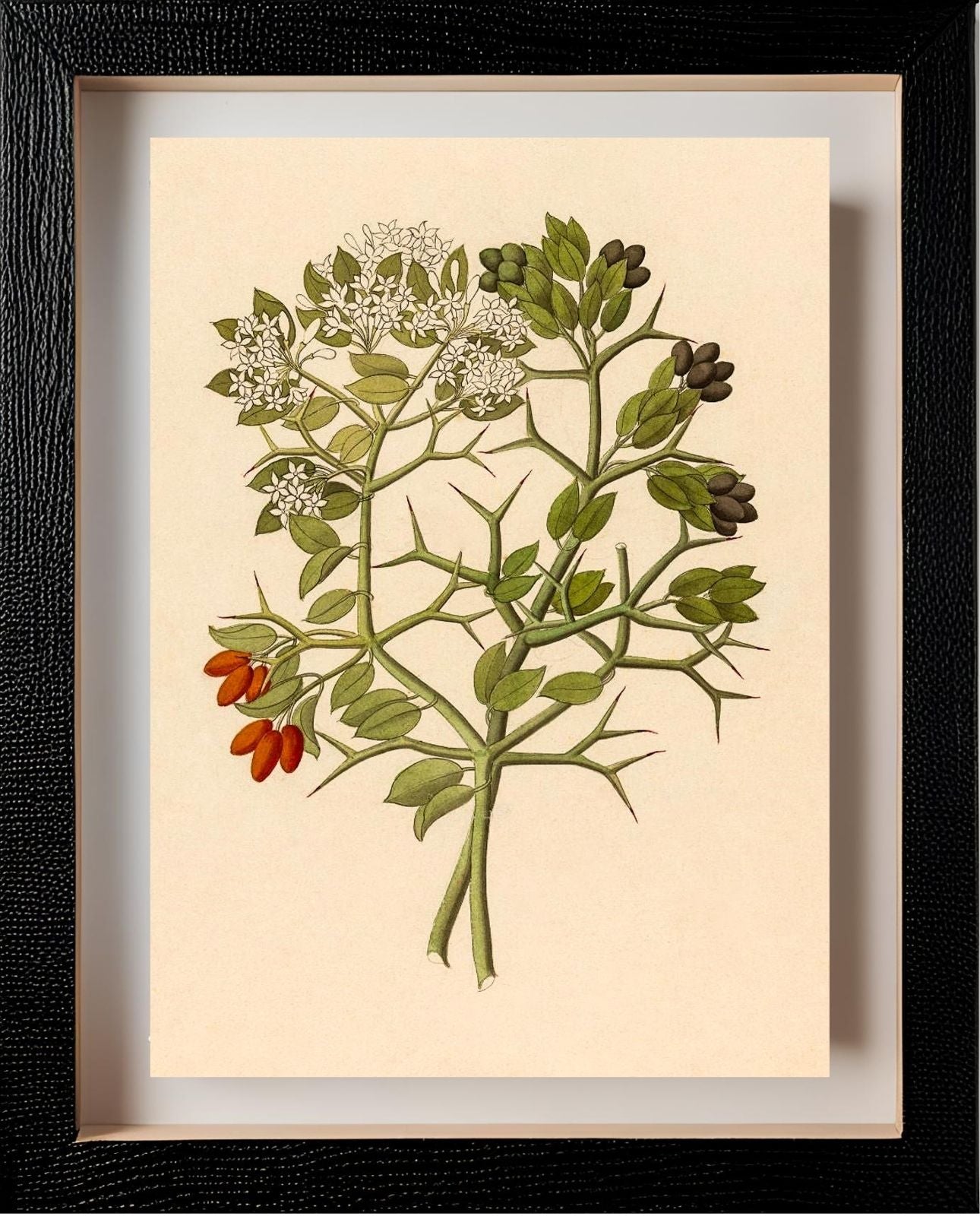 2 Species of Carisfa Arduina (Carissa Haematocarpa)