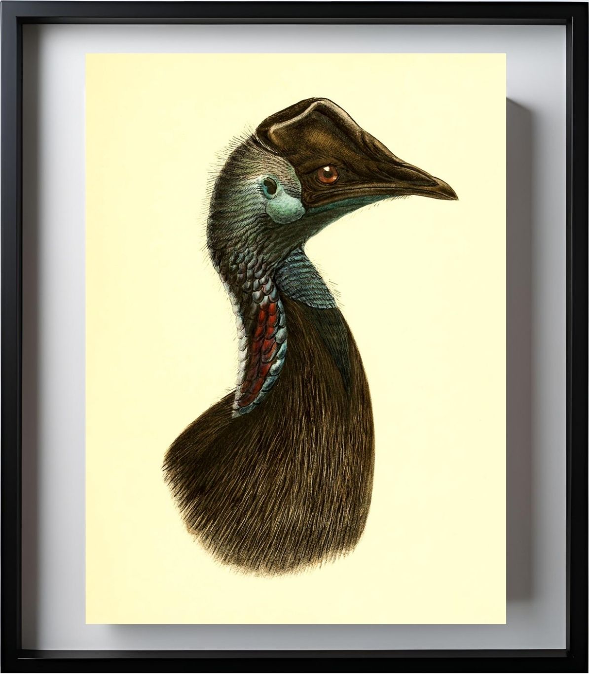 Casuarius Bennetti