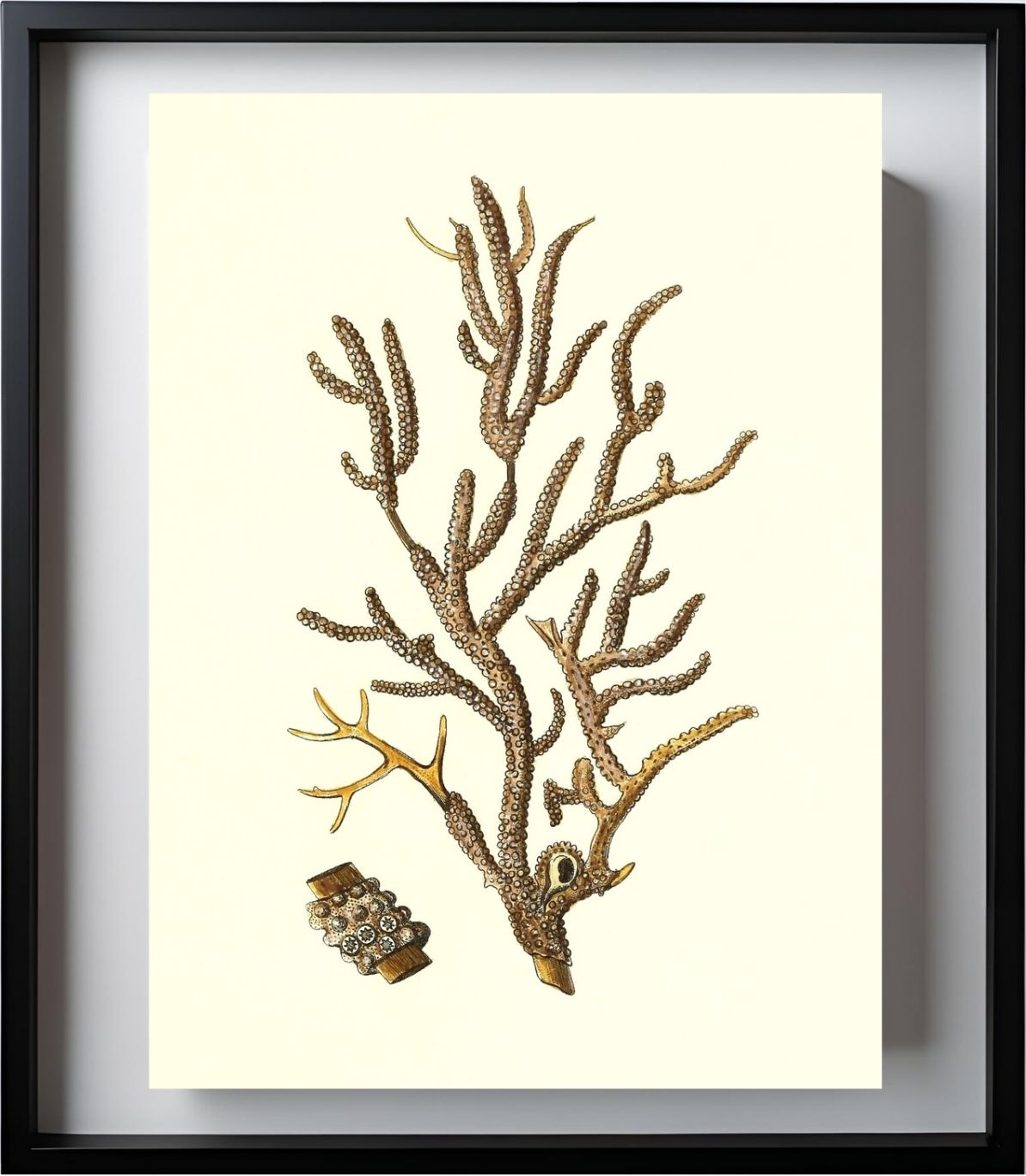 Gorgonia placomus 4