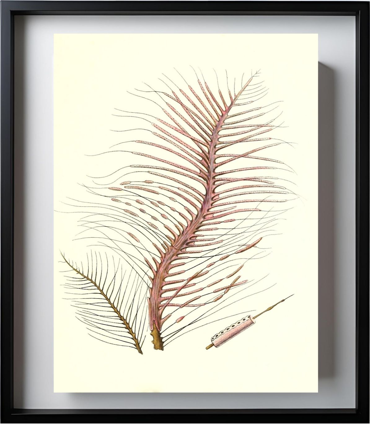 Gorgonia fetofa